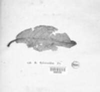 Excipula sphaeroides image